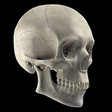 organic modeling: Skull