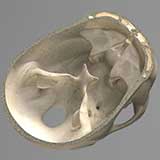 organic modeling: Skull