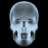 organic modeling: Skull